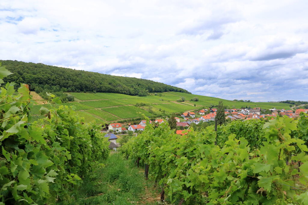 Yazın Alman şarap sokağı boyunca üzüm bağları - Fotoğraf, Görsel