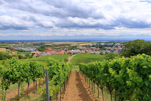 View from vineyards to Berg Badzabern on the german wine route in the palatinate - Zdjęcie, obraz