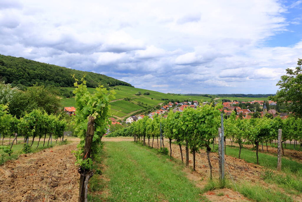 Αμπελώνες κατά μήκος του γερμανικού δρόμου κρασί το καλοκαίρι - Φωτογραφία, εικόνα