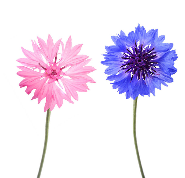 Blue cornflowers  isolated on white background - Zdjęcie, obraz