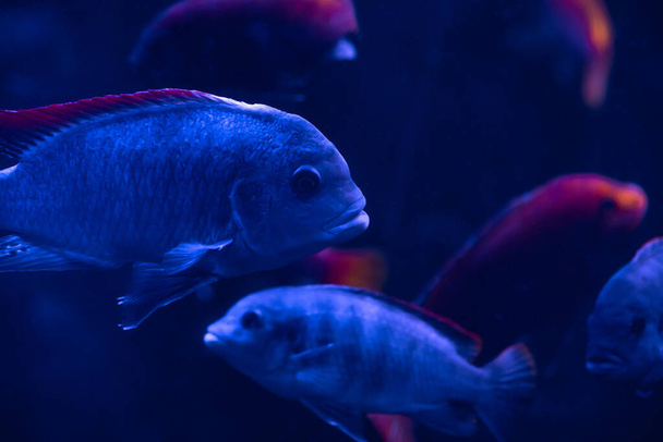 Nice violet red orange colored sea aquarium fish - Фото, зображення