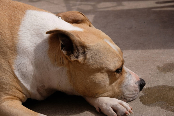 Amerikai Staffordshire Terrier, fekete orrú, csendben fekszik az udvaron. Erős mancsok. - Fotó, kép