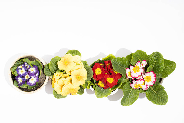 Άνθος πρίμροουζ Πρίμουλας Βούλγαρης. Multicolor Country Garden Primula Flowers, κορυφαία προβολή. Ζωηρά λουλούδια κάπα επίπεδη θέσει. Ζωντανός τοίχος από Primula Primrose Πολύχρωμα λουλούδια - Φωτογραφία, εικόνα