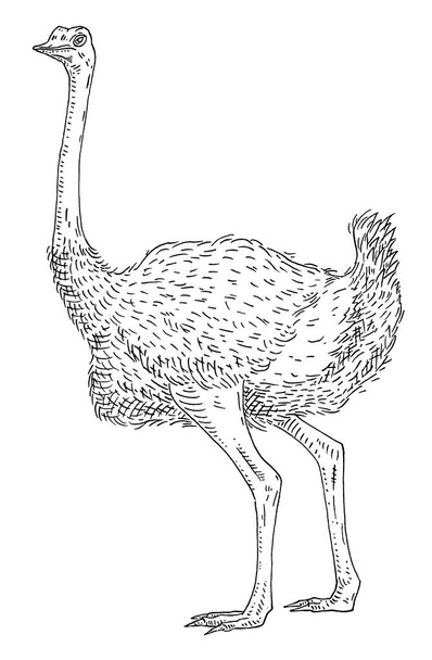 Standing ostrich. Side view. Vintage vector engraving black - Wektor, obraz