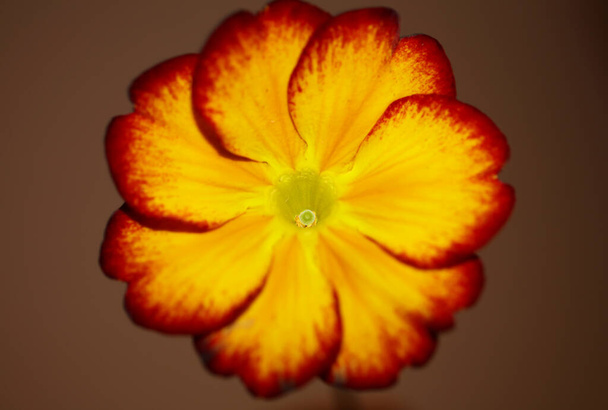 Κίτρινα άνθη λουλουδιών close up Primula auricula family primulaceae background σύγχρονη υψηλής ποιότητας εκτυπώσεις μεγάλου μεγέθους - Φωτογραφία, εικόνα