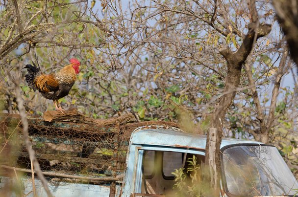Rooster perched on a van. - Photo, Image