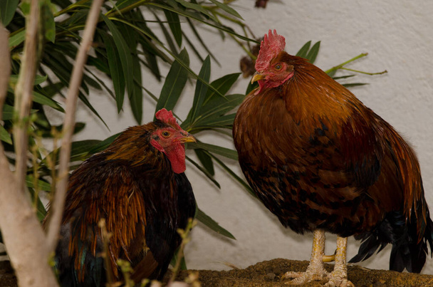 Hen to the left and rooster to the right. - Photo, Image