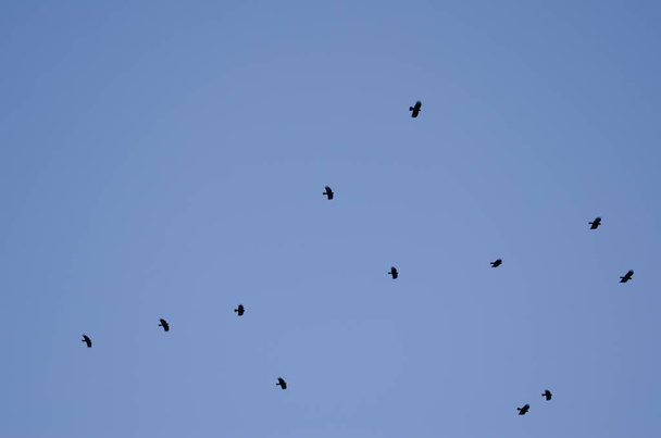 Flock of red-billed choughs in flight. - Photo, Image