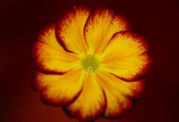 Gele bloesem close-up Primula auricula familie primulaceae achtergrond modern hoogwaardig groot formaat prints - Foto, afbeelding