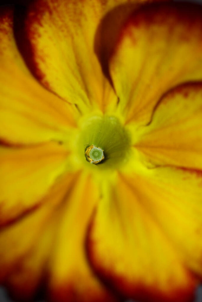 Flor amarilla flor primer plano Primula auricula familia primulaceae fondo moderno de alta calidad impresiones de gran tamaño - Foto, Imagen