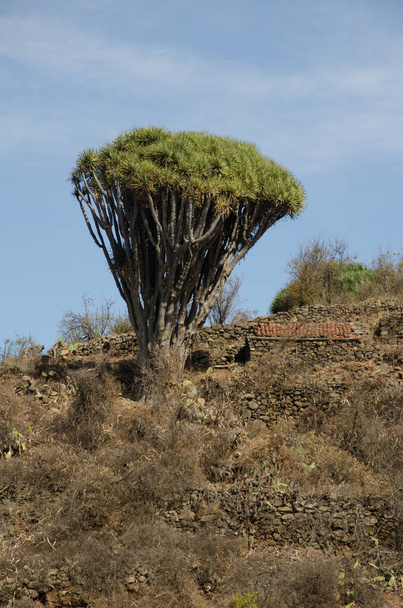 Canary Islands dragon tree and stone house. - Photo, Image