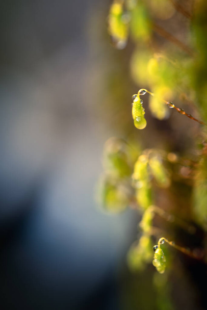 Fresh moss sprouts and blooms. Small green macro sprouts. Micro greenery growing close-up. Spring symbol, concept of a new life. - Photo, Image