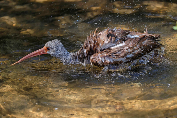 Brązowy ptak Ibis na Florydzie Bating In Water - Zdjęcie, obraz
