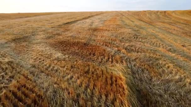 Voo de visão de drone aéreo sobre talos de trigo cortado no campo de trigo - Filmagem, Vídeo