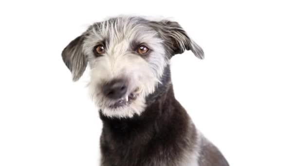 Primer plano de vídeo de shaggy gris de raza mixta perro mirando a su alrededor y pegando la lengua a lamer los labios. - Metraje, vídeo