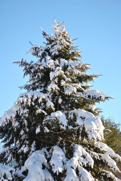 Albero di pino nevoso
 - Foto, immagini