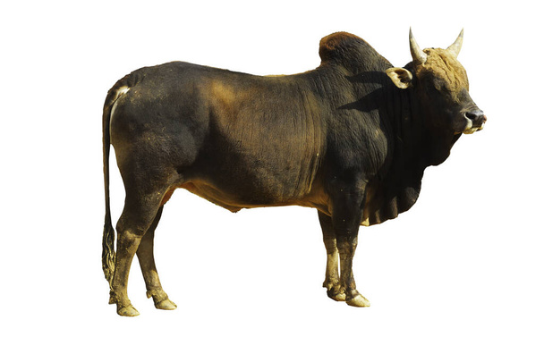 мила чорна корова стоїть, бронзова худоба або бик закриті очі ізольовані на білому тлі з відсічним контуром
 - Фото, зображення