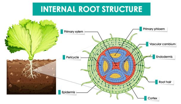 Schéma illustrant la structure interne des racines
 - Vecteur, image