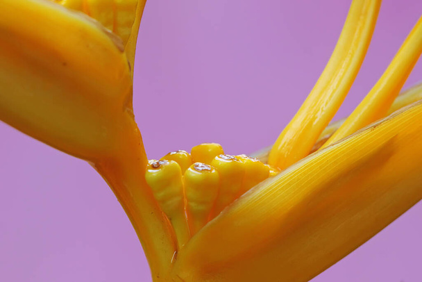 The beauty of ornamental banana flowers that are bright yellow.  - Zdjęcie, obraz