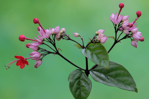 The beauty of the bagflower or bleeding heart flower in bloom. This plant has the scientific name Clerodendrum thomsoniae.  - Photo, Image