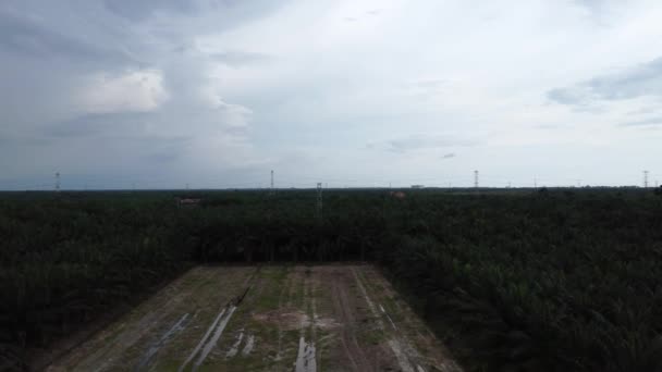 parcela vacante de tierra en medio de la plantación de aceite de palma - Metraje, vídeo