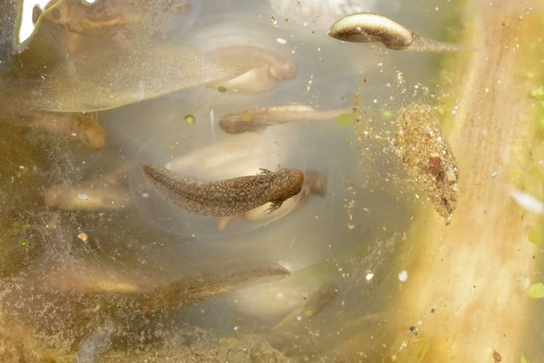 Primo piano su una larva in via di sviluppo in un sacco d'uovo della salamandra talpa nord-occidentale, Ambystoma gracile nel nord della California - Foto, immagini