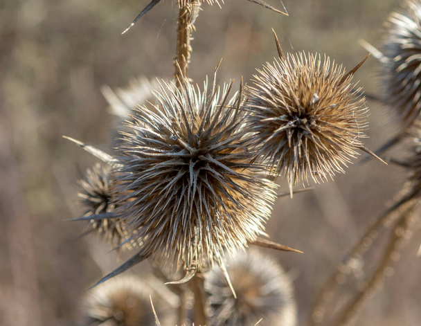 Dry Dipsacus Sativus flowerhead in winter. Indian Teasel (Fuller's teasel) Thistle macro. Close up. - Photo, Image