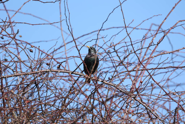 The starling sits in the wild rose bushes - Photo, Image