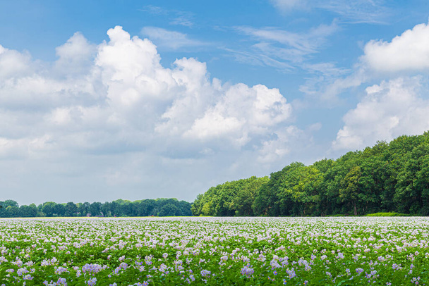 A holland burgonya panorámája iktatva - Fotó, kép