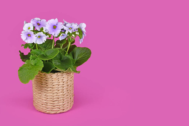 Violet 'Primula Acaulis Sweet Kisses' primrose in basket flower pot on pink background with copy space - 写真・画像