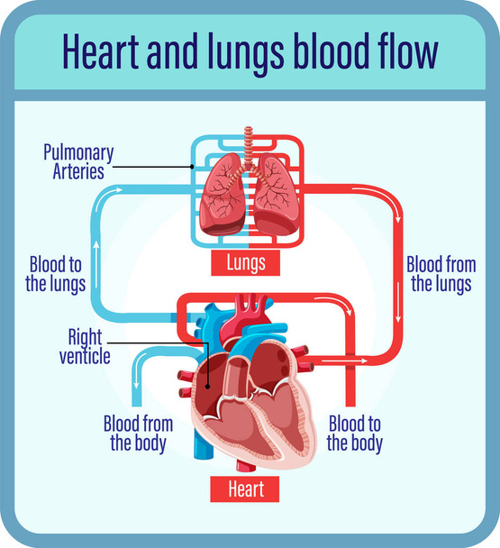 Diagrama que muestra el flujo sanguíneo del corazón humano ilustración
 - Vector, imagen