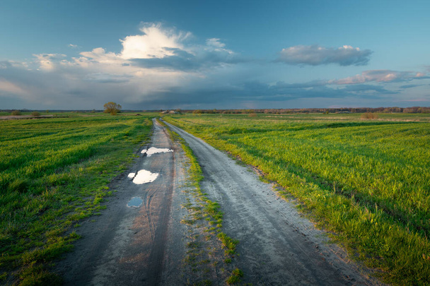 Dirt road with puddles between green fields - Photo, image