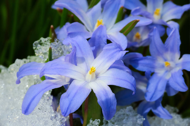 Fleur bleue Chionodoxa (également connue sous le nom de gloire de la neige) recouverte de neige après une chute de neige au printemps
 - Photo, image