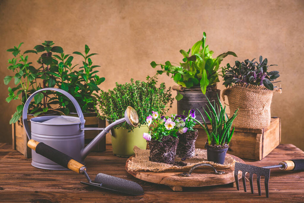 Planten en tuinieren concept - kruiden, zaailing en planten klaar voor aanplant met tuingereedschap - Foto, afbeelding