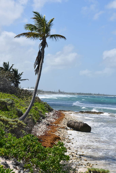 Colliers Public Beach в районі East End Grand Cayman, Кайманові острови - Фото, зображення