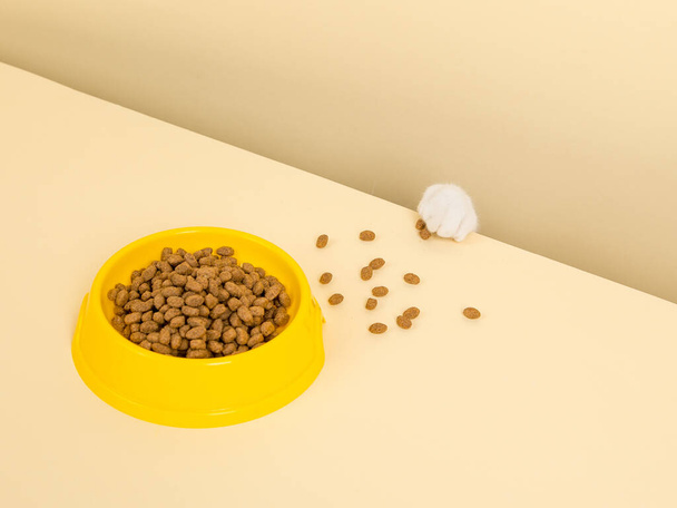 A cute gray cat and a bowl of food on a yellow background. Reaching for his favorite food, little thief. - Foto, immagini