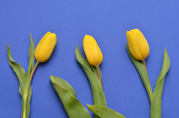 three yellow tulips on a blue background - Foto, Imagen