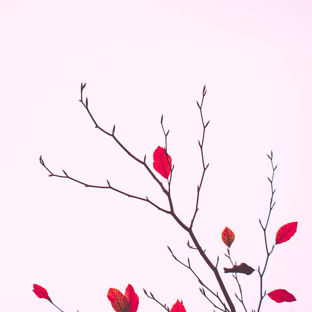листя червоного дерева в осінній сезон, осінні кольори
  - Фото, зображення