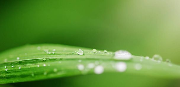Drops of transparent rain water on a green leaf macro. Natural green background. - Фото, изображение