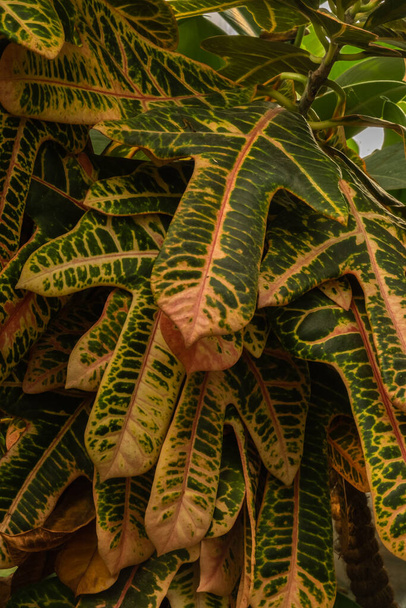 Variegated leaves of the croton plant closeup. Houseplants in a modern interior. Blur and selective focus. Full frame. Blurred foreground. - Foto, Bild