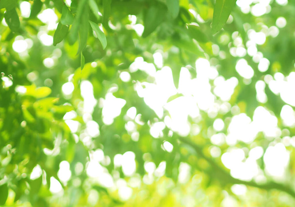 Rozmazané zeleným listem na zahradě v létě za slunečního světla. Přírodní zelené rostliny krajina pomocí jako pozadí nebo tapety, bokeh slunce - Fotografie, Obrázek