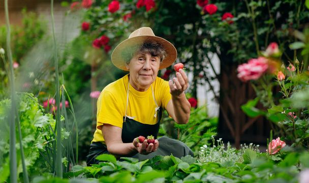 Vanhempi nainen puutarhuri hattu toimii hänen pihalla ja kasvaa ja korjaa mansikoita. Käsite puutarhanhoito, viljely ja mansikka viljely - Valokuva, kuva
