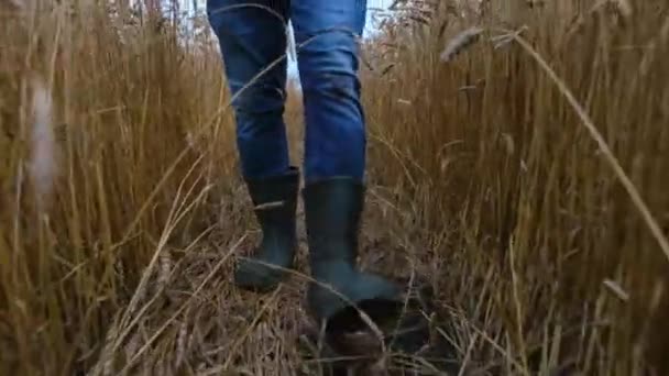 L'agronomo controlla le spighe di grano, cammina nel suo campo. Agricoltura negli Stati Uniti - Filmati, video