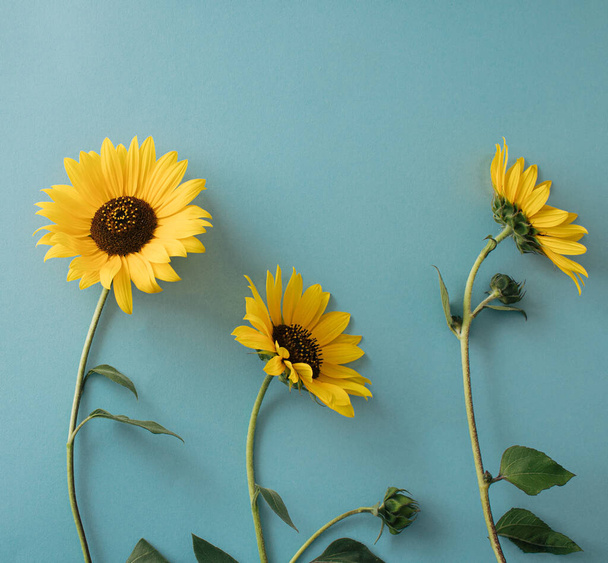 Sárga napraforgó virágok kék háttérrel. Gyönyörű virágok. Kreatív ötlet. - Fotó, kép