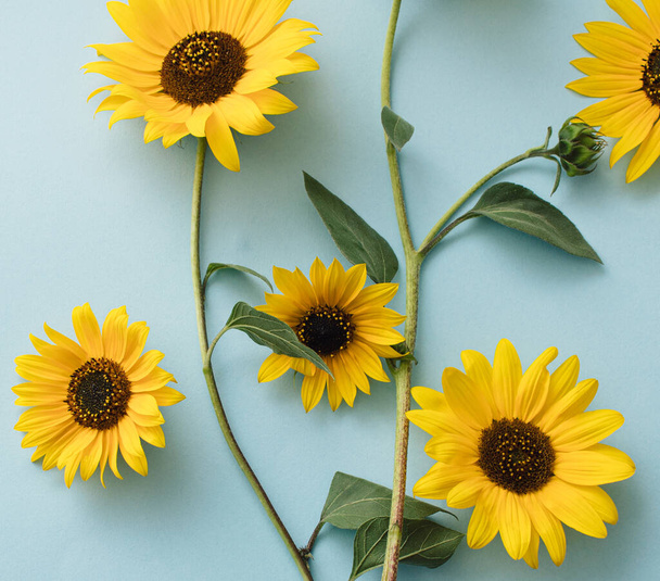 Yellow sunflower flowers on a blue background. Beautiful flowers. Creative idea. - Photo, Image
