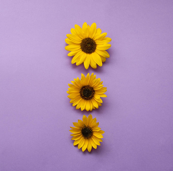 Sunflower flower on a purple background. Creative beautiful idea with yellow flowers. - Фото, изображение