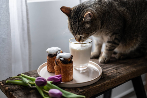 Cat drinks milk on table with chocolate swirl and tulips - Foto, Bild