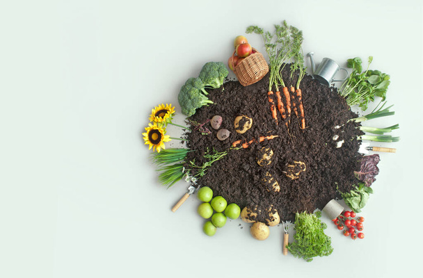 Organic fruits and vegetables growing in eco compost circle including carrots, potatoes and lettuce - 写真・画像