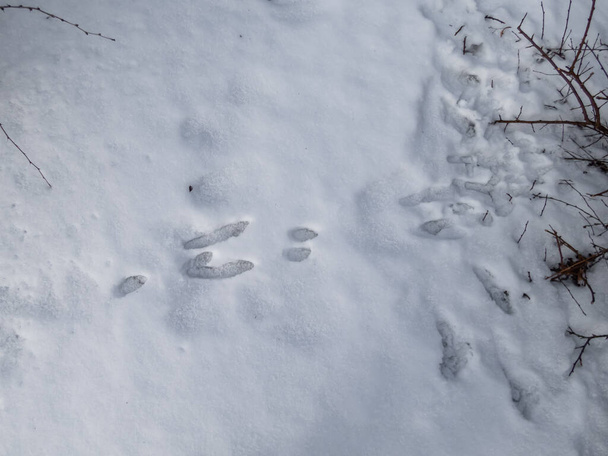 Voetafdrukken van poten van de Europese haas of bruine haas (Lepus europaeus) op grond bedekt met witte sneeuw in de winter. Dierlijke aanwezigheid - Foto, afbeelding
