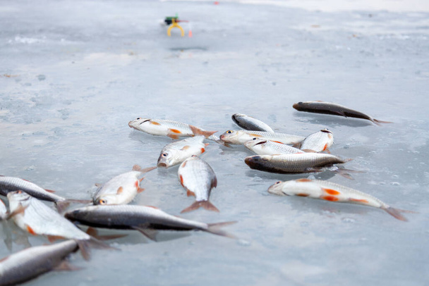Muitos peixes jazem no gelo. Pesca de Inverno. - Foto, Imagem